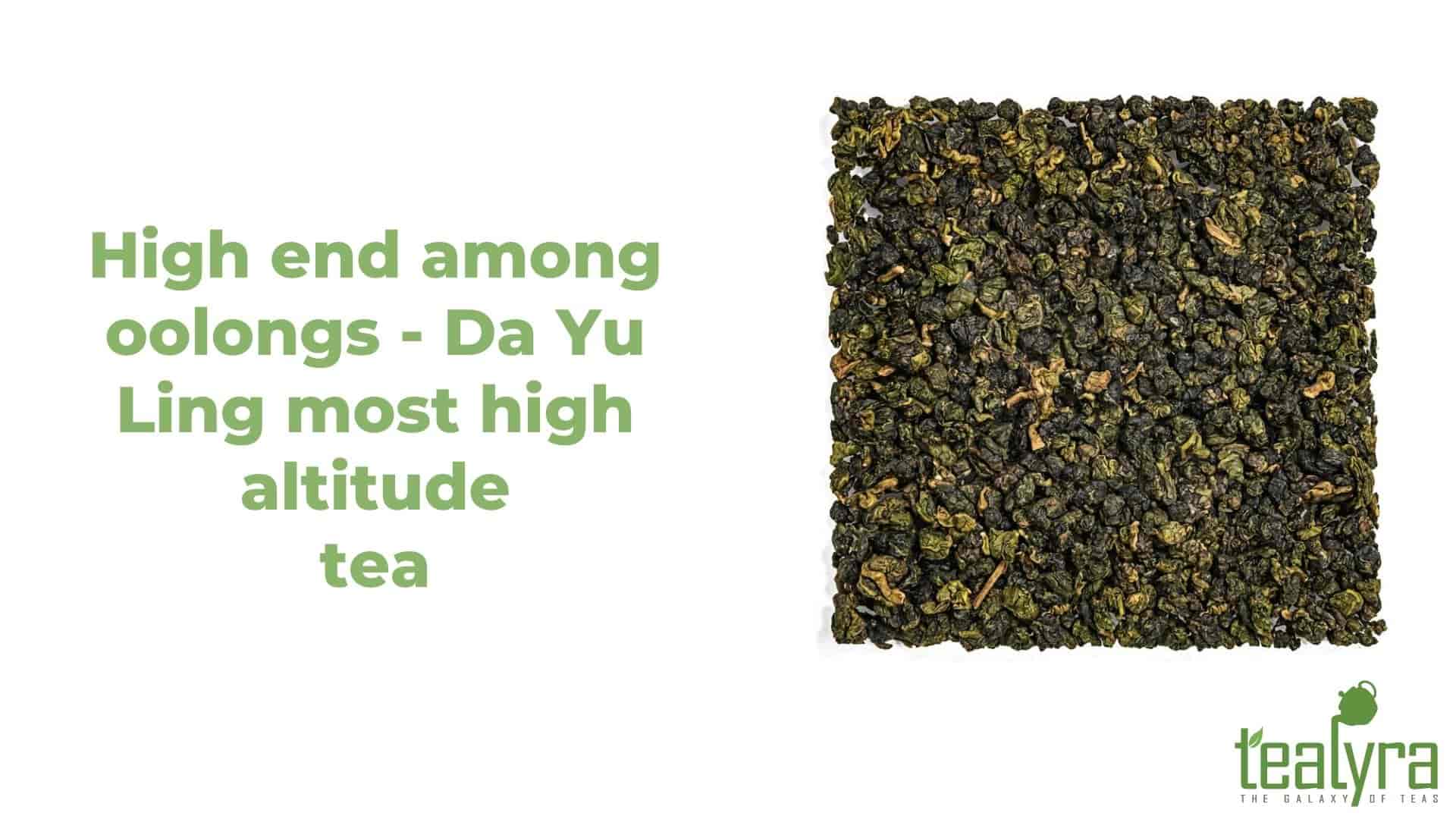 image-Da-Yu-Ling-oolong-tea