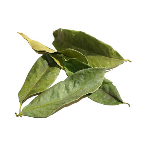 Guayusa