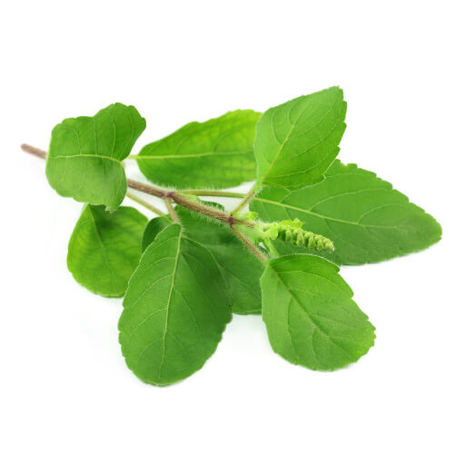 Tulsi