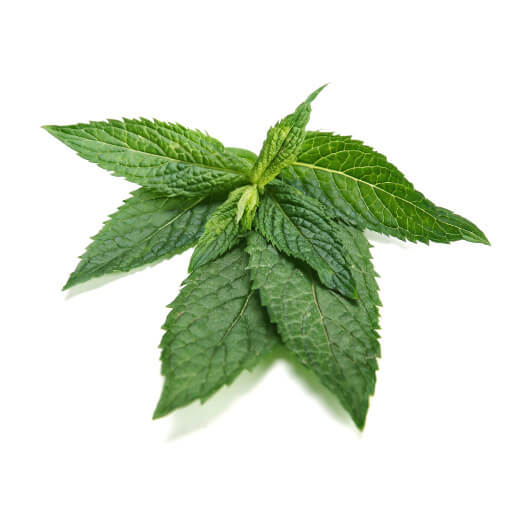 Peppermint