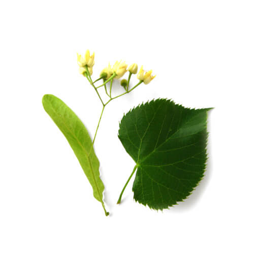 Linden