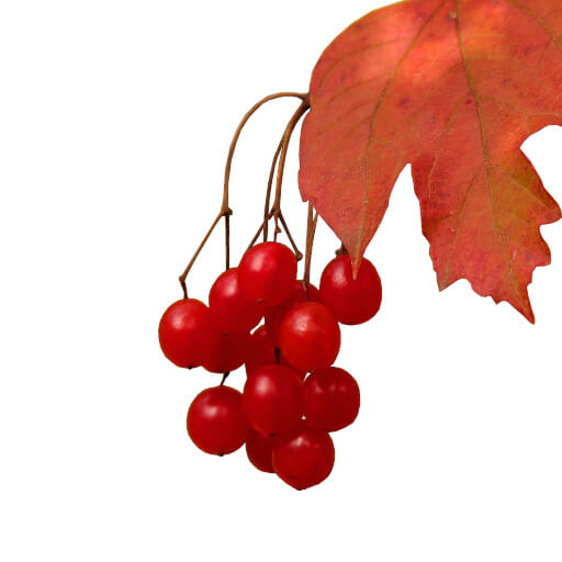 Cranberry