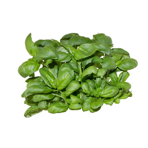 Basil