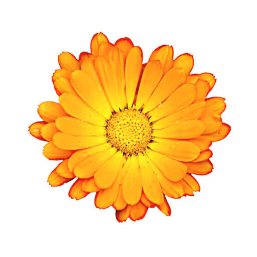 Calendula