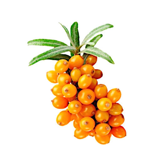 Buckthorn