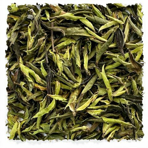 Wild Ancient Tree White