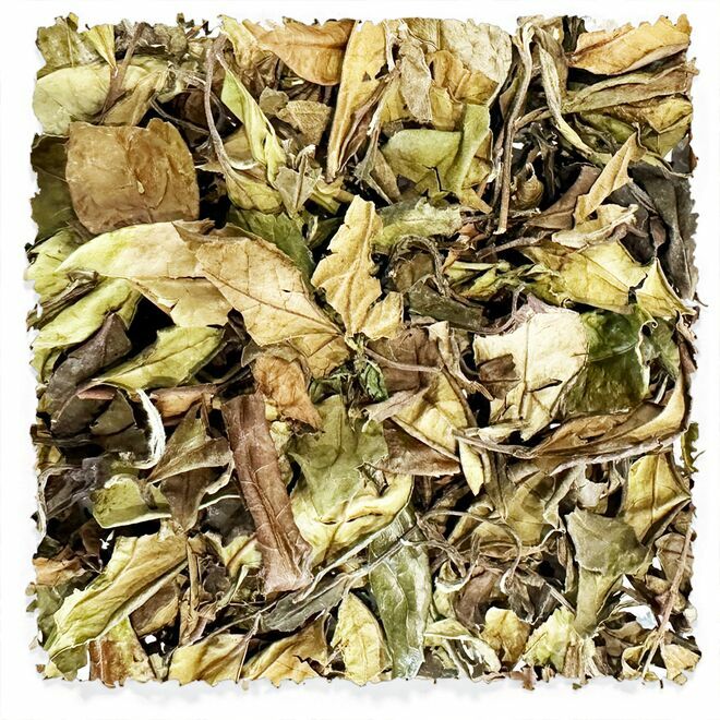 Weißer Shou Mei, 3 Jahre alt