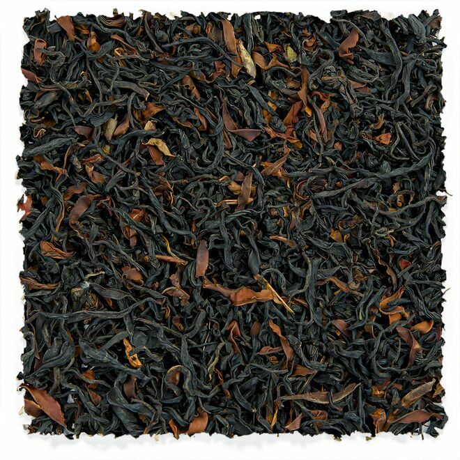 Wild Ancient Tree Black